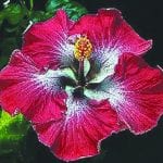 article image - 